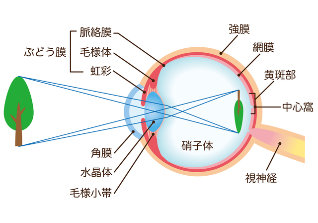 目の中の構造｜正視の目の状態