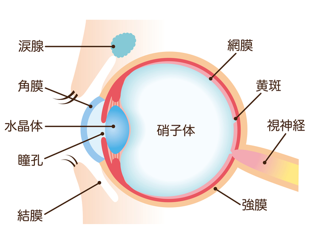網膜の構造｜網膜の病気
