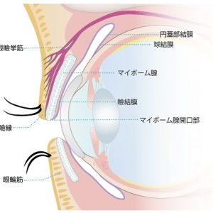 霰粒腫｜「マイボーム腺」のイメージ